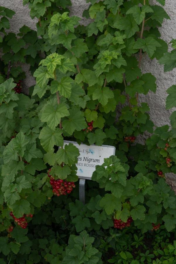 Fiori&Vigne Di Cecilia Marcon Βίλα Farra di Soligo Εξωτερικό φωτογραφία